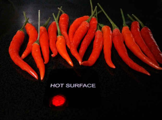 Thai dragon peppers from the garden