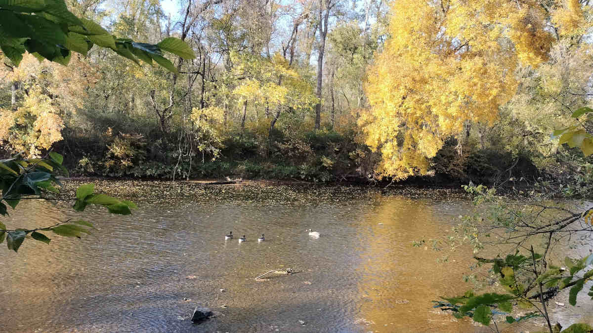 Playin' at the 'Wicki!