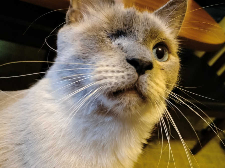 Steamed Punks and High-Class Hijinx