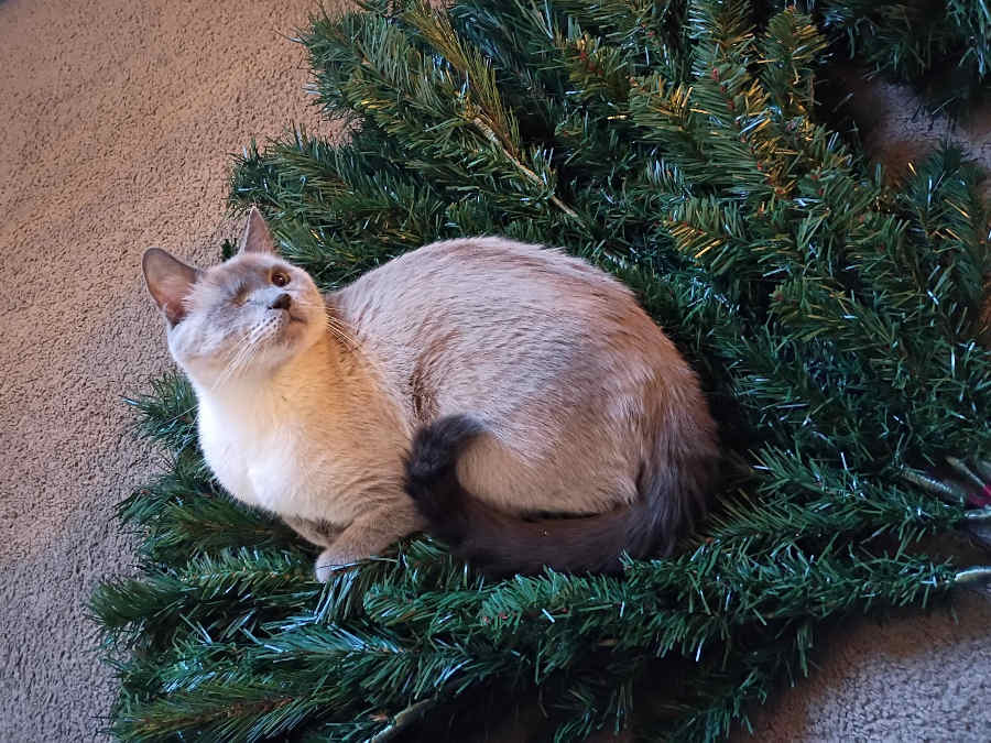 The Golden Hammer (and the Lime-Green Power Tools)