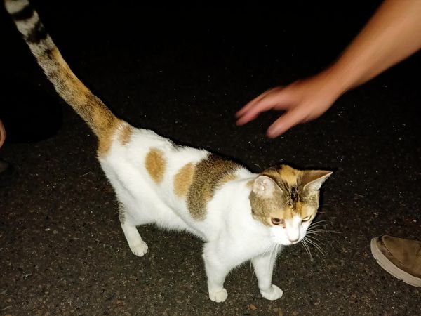 Kids, Cousins, and a Calico Cat